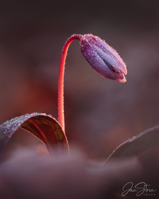 Dogtooth violet