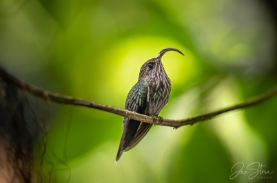 White-tipped sicklebill