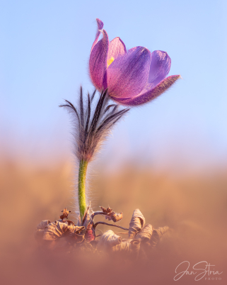 Pulsatilla patens