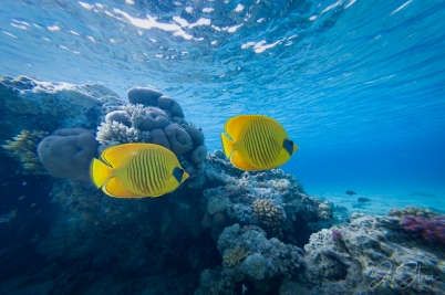 Contrast Underwater