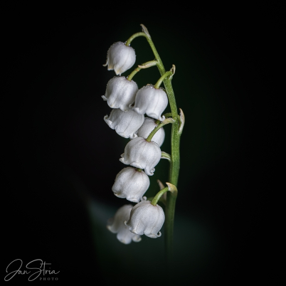 Lily of the valley