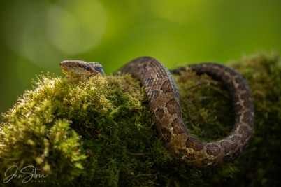 Costa Rica Montane Pitviper