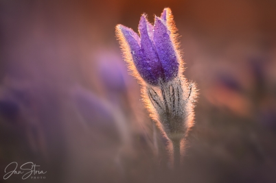 Fragile Spring Beauty