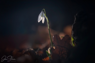 Fragile spring beauty