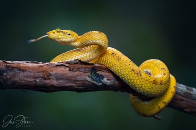 Eyelash viper