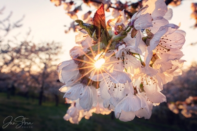Blooming cherry orchard