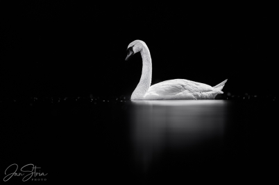 Mute swan