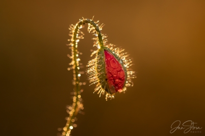 Light Catcher