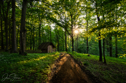 Forest Kingdom