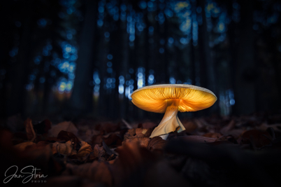 Forest Lamp