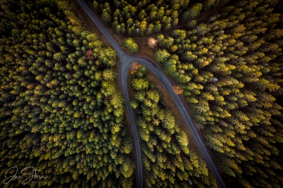 Forest Fork