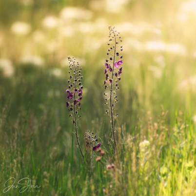 Summer Dreaming