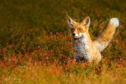 Fox in Autumn Forest