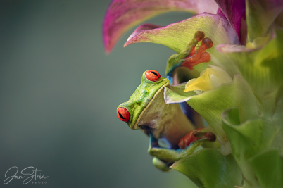 Red-eyed tree frog