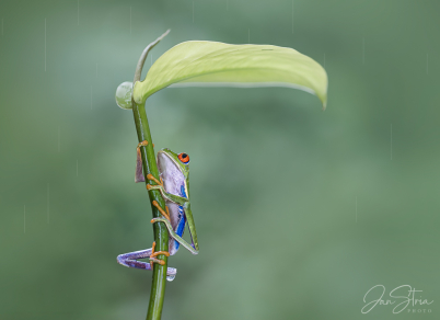 Red-eyed tree frog