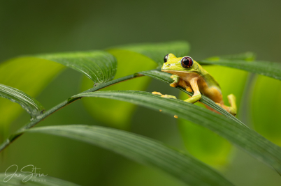Gliding leaf frog