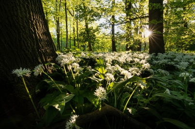 Wild Garlic