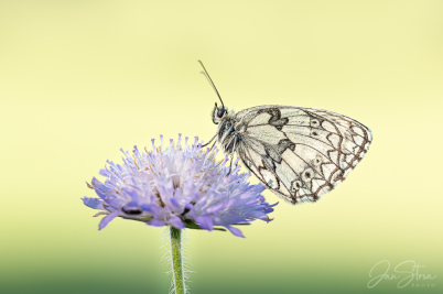 Melanargia russiae japigia