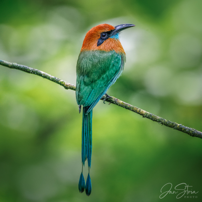 Broad-billed motmot