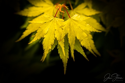 Autumn detail