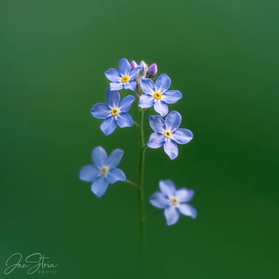 Forget me not