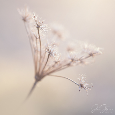 Early spring