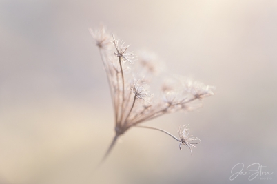 Early Spring Dreaming