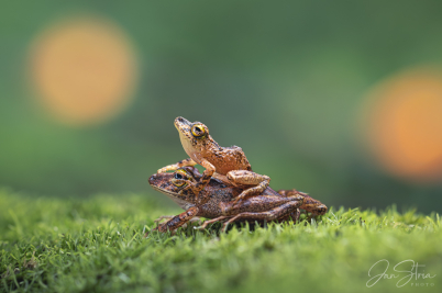 Pristimantis cerasinus