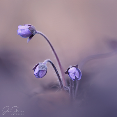 First Flowers