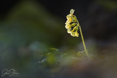 Primula in the Last Light