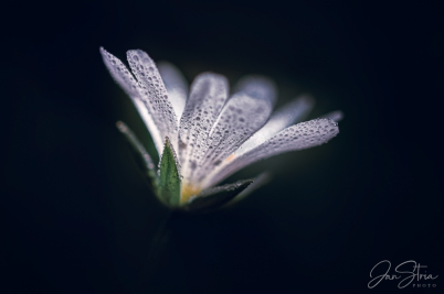 Greater Stitchwort