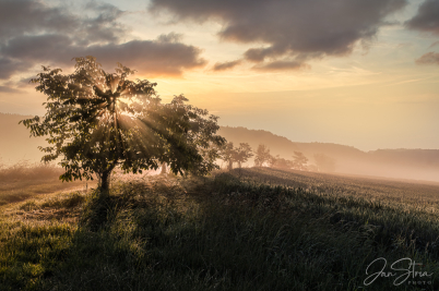 Morning with Fog
