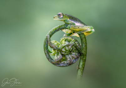 White-spotted Cochran frog