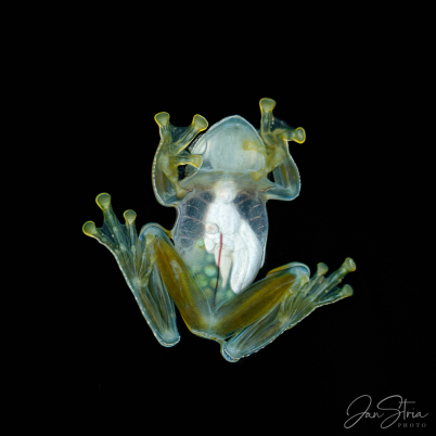 Fleischmann´s glass frog