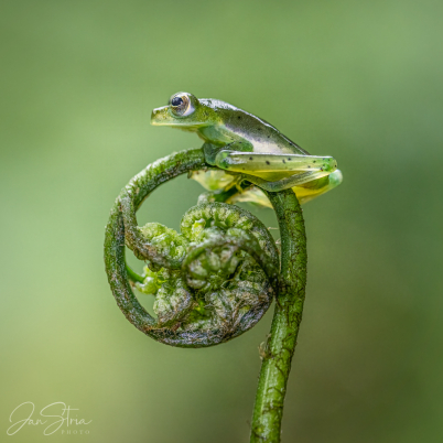 Emerald glass frog