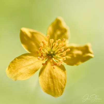 Yellow/Buttercup anemone