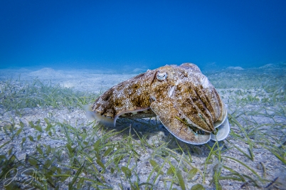 Common cuttlefish