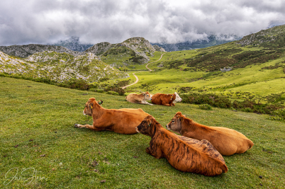 Siesta