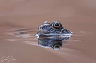Common frog