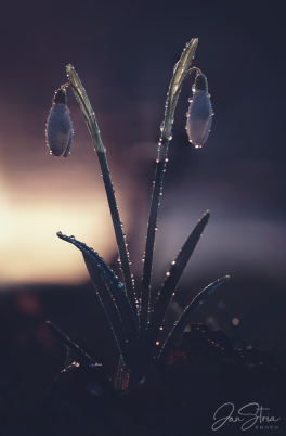 Snowdrops