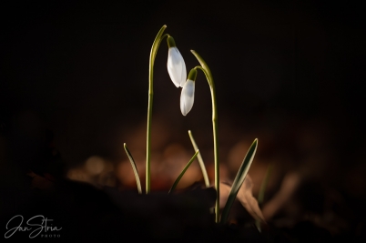 Snowdrop Romance