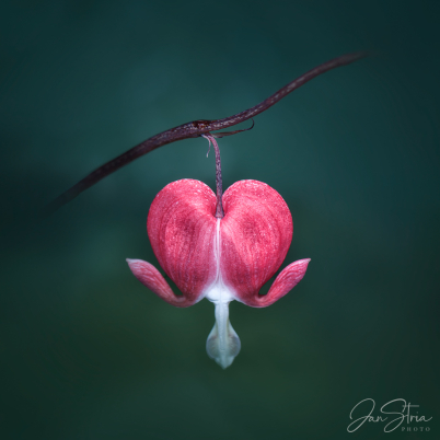 Asian bleeding-heart