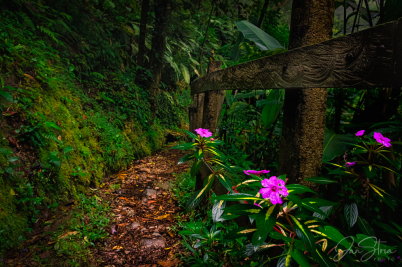 Rain forest path