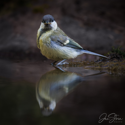 Great tit