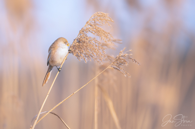 Bearded reedling