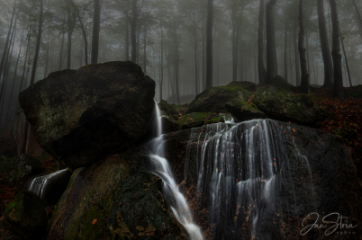 Mysterious Forest