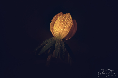 Winter Aconite
