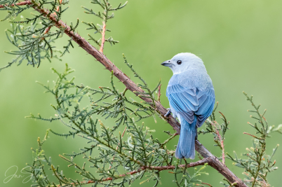 Blue-gray tanager