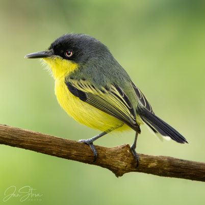 Common tody-flycatcher