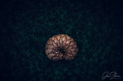 In the Heart of Forest
